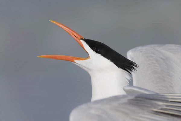 Florida, Fort De Soto Park Royal tern calling